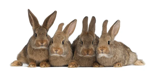 Vier konijnen tegen witte achtergrond — Stockfoto