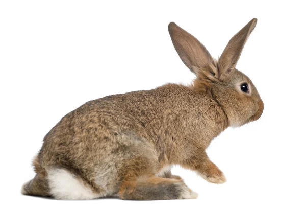 Coniglio sullo sfondo bianco — Foto Stock
