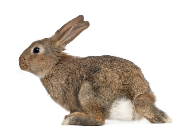 Rabbit against white background — Stock Photo, Image