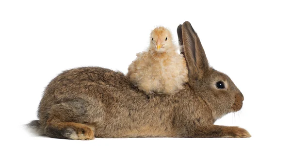 Pulcino sdraiato su coniglio contro bianco sfondo — Foto Stock
