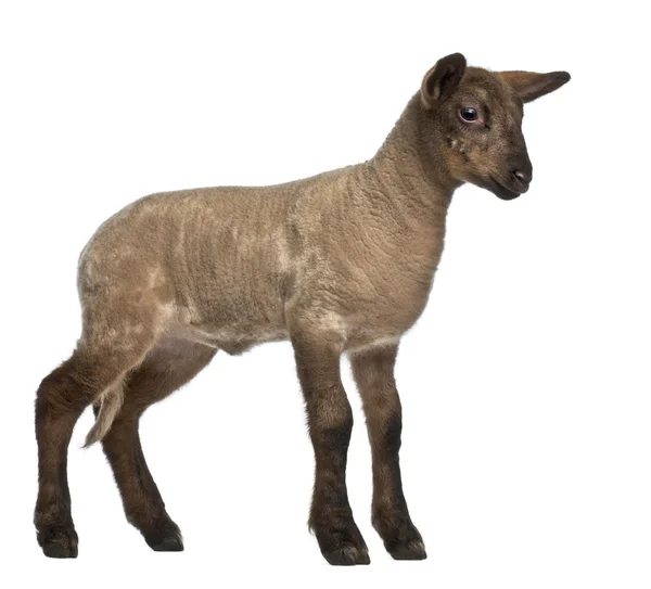 Lamb standing against white background — Stock Photo, Image