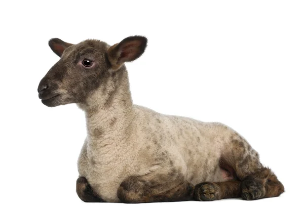 Lamb lying against white background — Stock Photo, Image