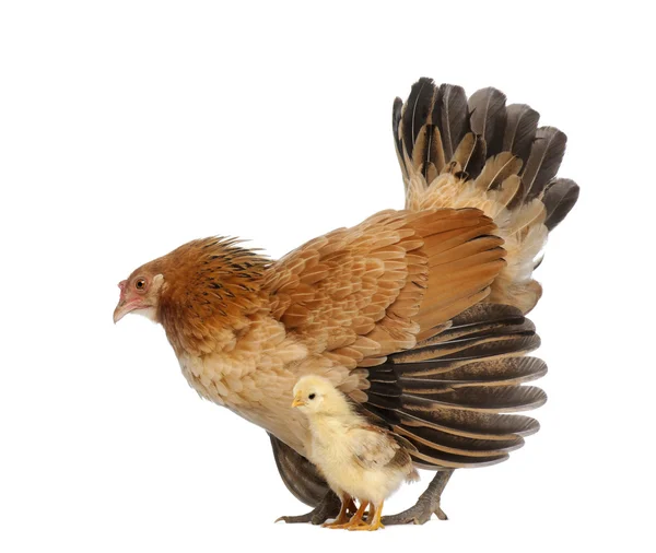 Hen protecting its chick against white background — Stock Photo, Image