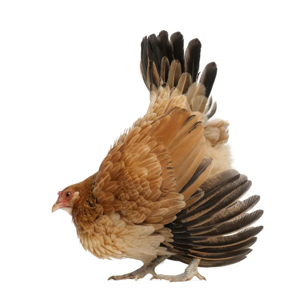 Hen in defensive posture against white background — Stock Photo, Image