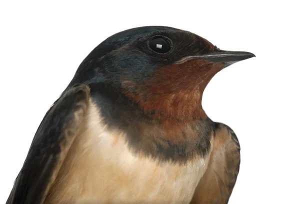 Celeiro engolir, Hirundo rustica, close-up contra fundo branco — Fotografia de Stock