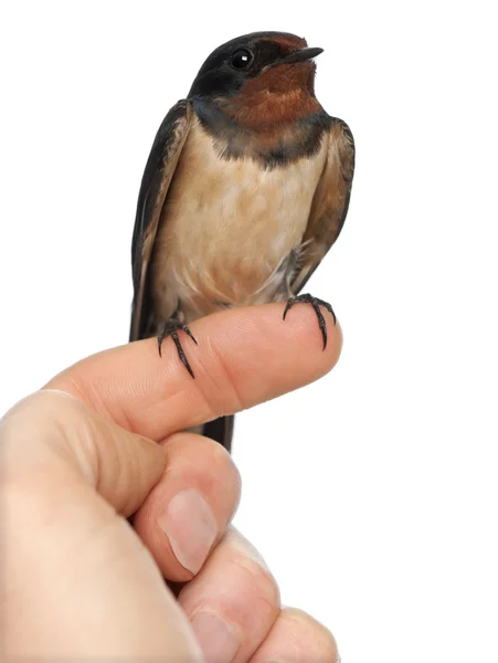 Barn Swallow, Hirundo rustica, perching against white background — Stock Photo, Image