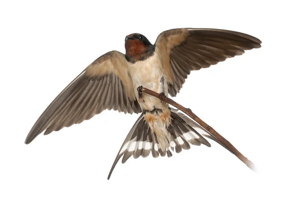 Celeiro engolir, Hirundo rustica, poleiro contra fundo branco — Fotografia de Stock