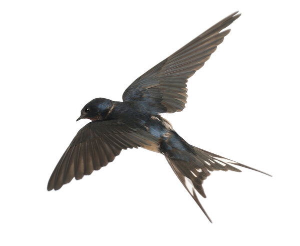 Barn Swallow, Hirundo rustica, lying against white background