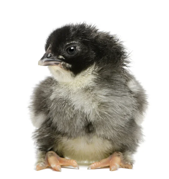 Marans chick, 15 hours old, against white background — Stock Photo, Image