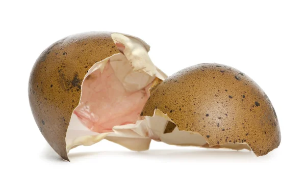 Marans hens egg against white background — Stock Photo, Image