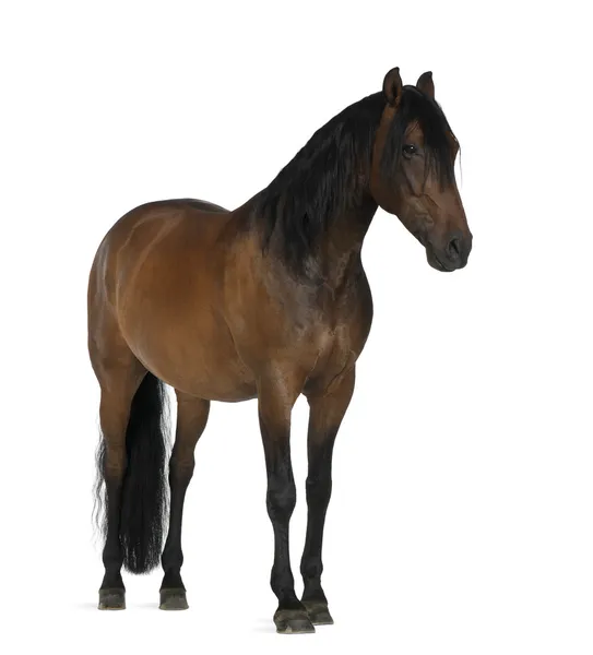 Crossbreed horse against white background — Stock Photo, Image