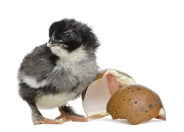 Marans chick, 15 hours old, standing next to the egg from which he hatched out against white background — Stock Photo, Image