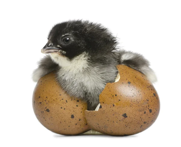 Marans chick, 15 timmar gammalt, stående i ägget som han kläckts ut mot vit bakgrund — Stockfoto