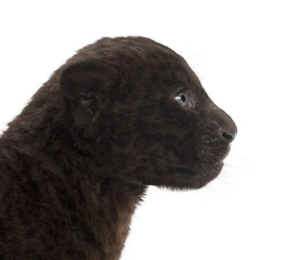 Jaguar cub, 2 månader gammal, panthera onca, mot vita bak — Stockfoto