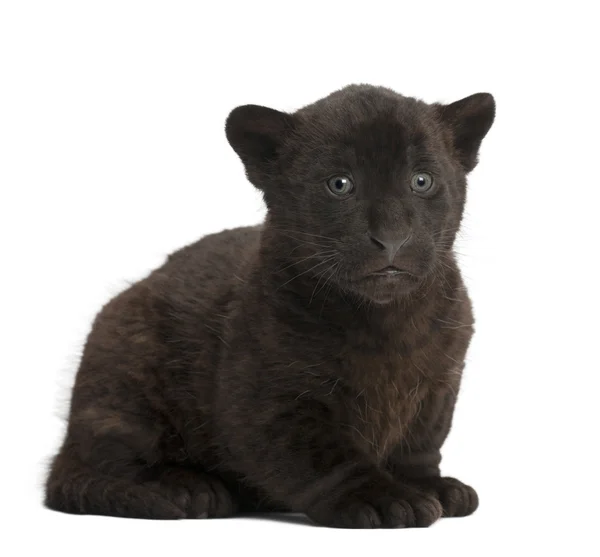 Jaguar cub, 2 months old, Panthera onca, sitting against white b — Stock Photo, Image