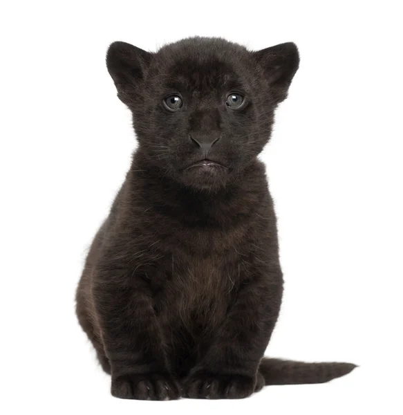 Jaguar cub, 2 months old, Panthera onca, sitting against white b — Stock Photo, Image