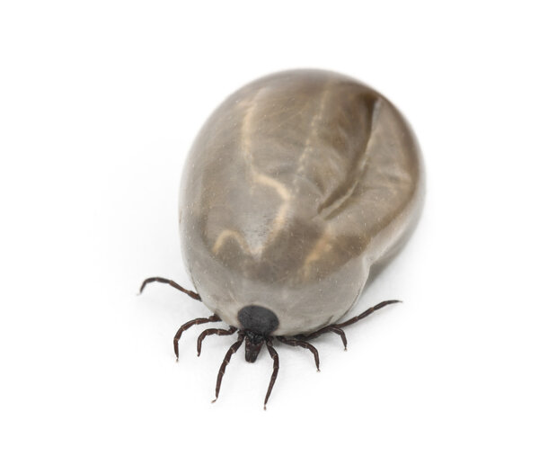 Engorged of blood Castor bean tick, Ixodes ricinus, a species of hard-bodied tick, against white background