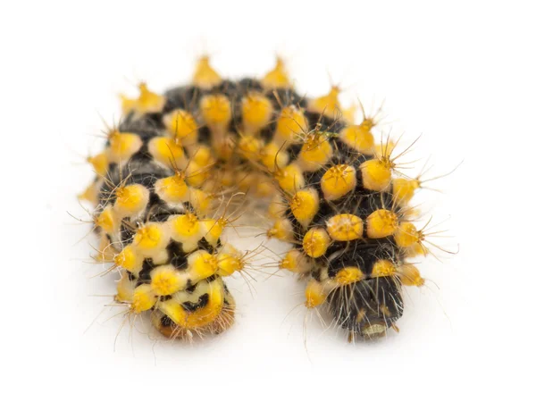 Caterpillar of Giant Peacock Moth, 15 days old, Saturnia pyri, against white background — Stock Photo, Image