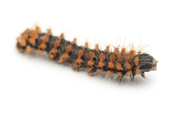 New born caterpillar of Giant Peacock Moth, Saturnia pyri, against white background — Stock Photo, Image