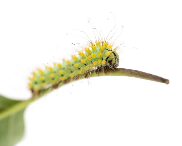 Caterpillar of the Giant Peacock Moth on stem, Saturnia pyri, against white background — Stock Photo, Image