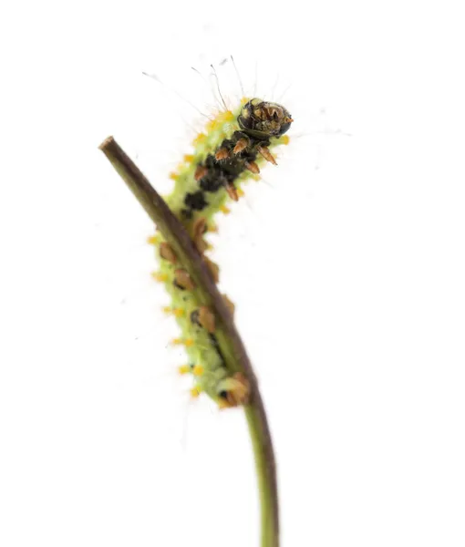 Caterpillar of the Giant Peacock Moth on stem, Saturnia pyri, на белом фоне — стоковое фото