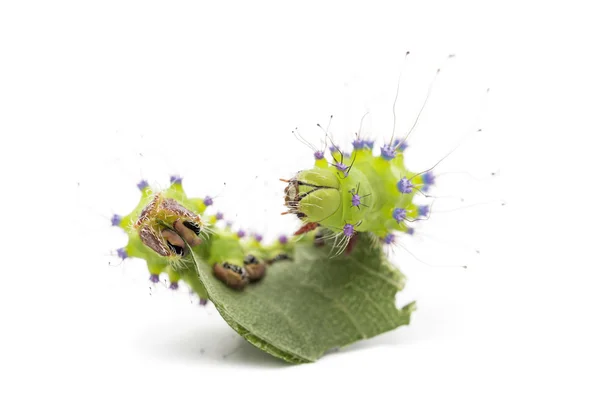 Caterpillar of the Giant Peacock Moth eating leaf, Saturnia pyri, against white background — Stock Photo, Image