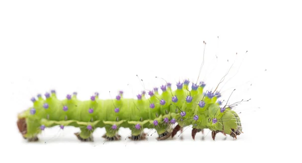 Caterpillar of the Giant Peacock Moth, Saturnia pyri, against white background — Stock Photo, Image