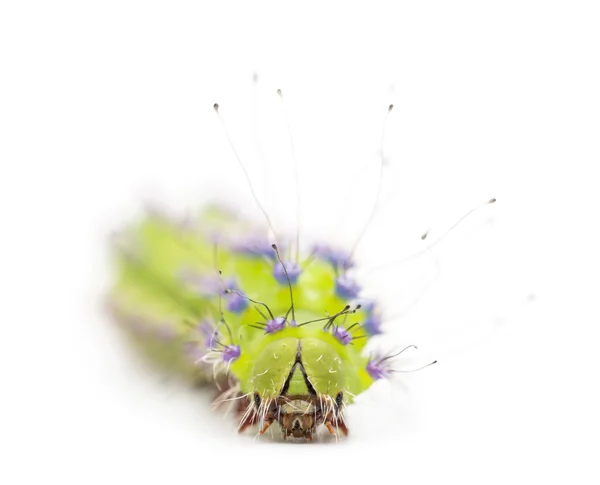 Caterpillar of the Giant Peacock Moth, Saturnia pyri, against white background — Stock Photo, Image