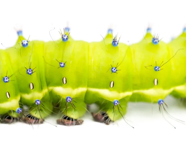 Caterpillar of the Giant Peacock Moth, Saturnia pyri, на белом фоне — стоковое фото