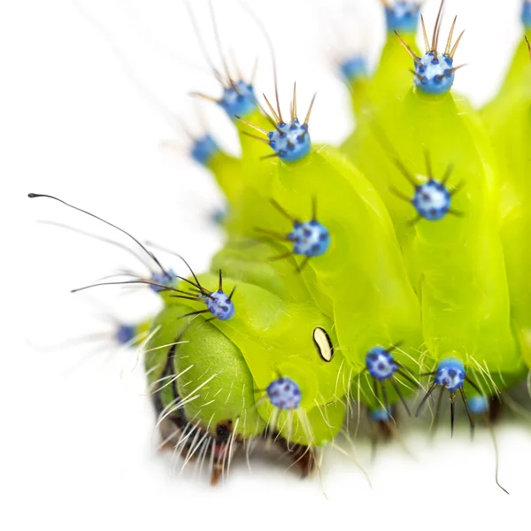 Dev tavuskuşu güve, beyaz bir arka plana dayanır saturnia pyri tırtıl