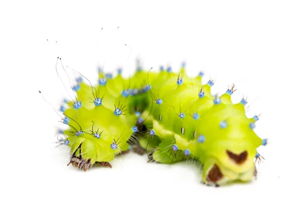 Caterpillar of the Giant Peacock Moth, Saturnia pyri, against white background — Stock Photo, Image