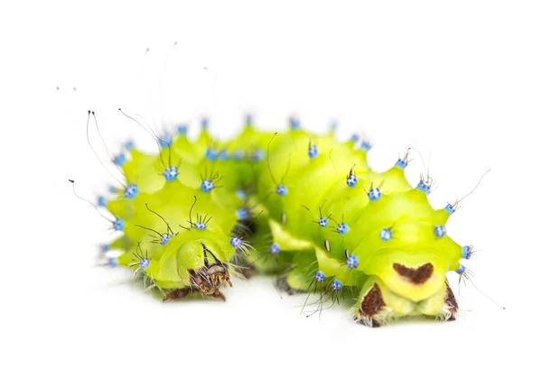 Lagarta da mariposa gigante pavão, Saturnia pyri, contra fundo branco — Fotografia de Stock