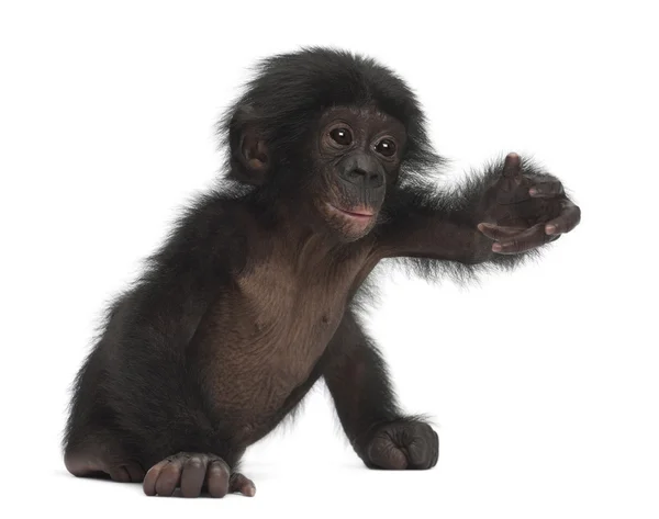Baby bonobo, pan paniscus, 4 měsíce starý, sedící proti bílé b — Stock fotografie
