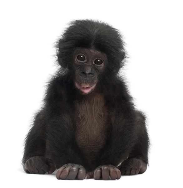 Baby bonobo, Pan paniscus, 4 months, sitting against white b — стоковое фото