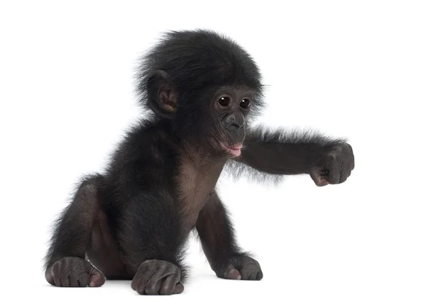 Baby bonobo, pan paniscus, 4 maanden oud, zittend tegen witte b — Stockfoto