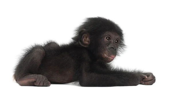 Baby bonobo, Pan paniscus, 4 months old, lying against white bac — Stock Photo, Image