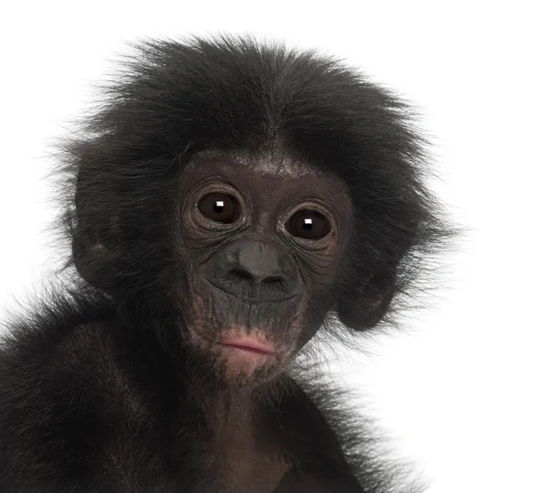 Bébé bonobo, Pan paniscus, 4 mois, contre fond blanc — Photo