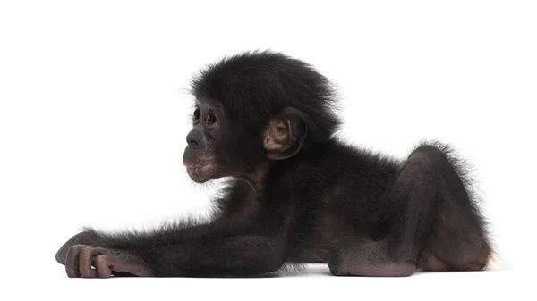 Bonobo-Baby, Paniskus, 4 Monate alt, auf weißem Grund liegend — Stockfoto