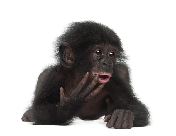 Bebê bonobo, Pan paniscus, 4 meses, deitado contra o bac branco — Fotografia de Stock