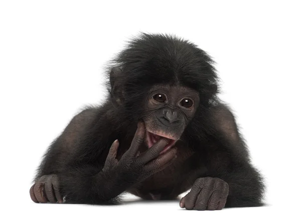Baby bonobo, pan paniscus, 4 měsíce starý, ležící proti bílé bac — Stock fotografie