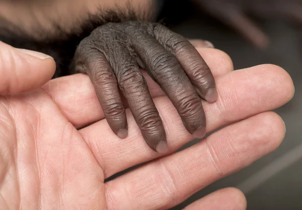 ピグミー チンパンジーの赤ちゃんは、パン paniscus、4 ヶ月、すぐ近くにありますの指ヘル — ストック写真