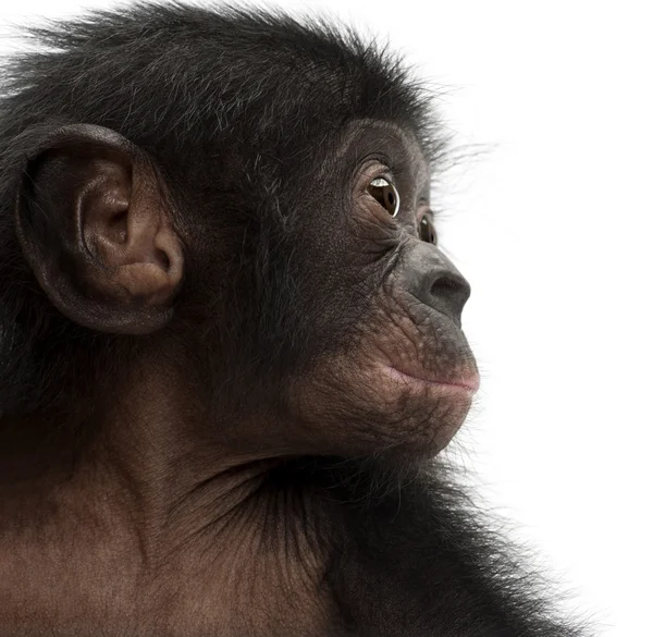 Baby bonobo, pan paniscus, 4 månader gammal, mot vita bak — Stockfoto