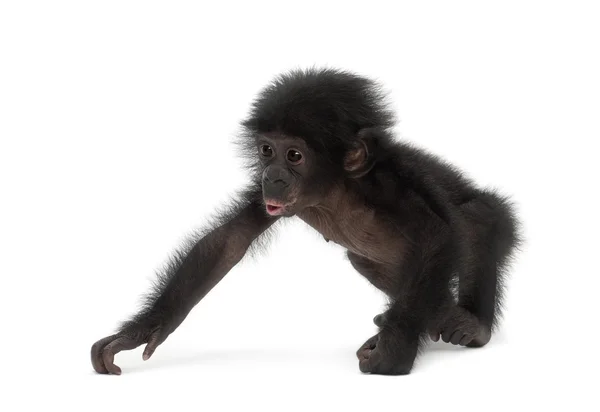 Bebé bonobo, Pan paniscus, 4 meses, caminando contra blanco b — Foto de Stock