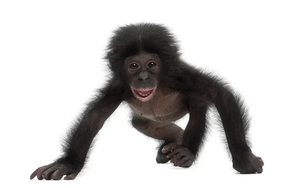 赤ちゃんピグミー チンパンジー、ボノボ、4 か月古い、白 b に対して歩行 — ストック写真