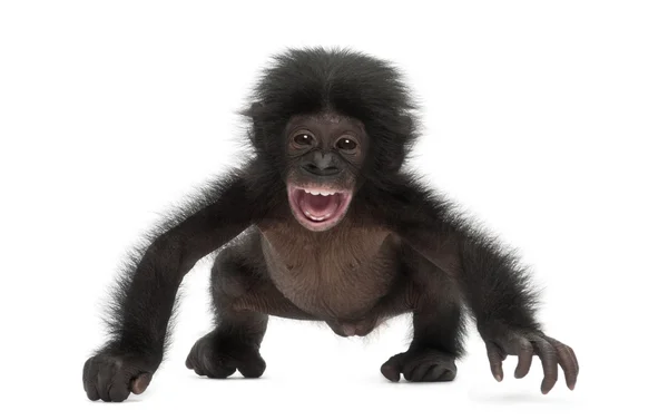 Baby bonobo, Pan paniscus, 4 mesi, camminando contro il bianco b — Foto Stock