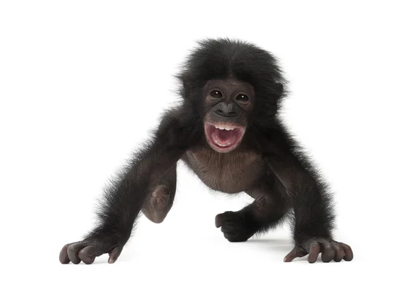 Baby bonobo, Pan paniscus, 4 months old, walking against white b — Stock Photo, Image