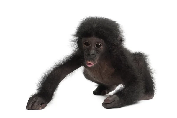 Baby bonobo, pan paniscus, 4 měsíce starý, chůze proti bílé b — Stock fotografie