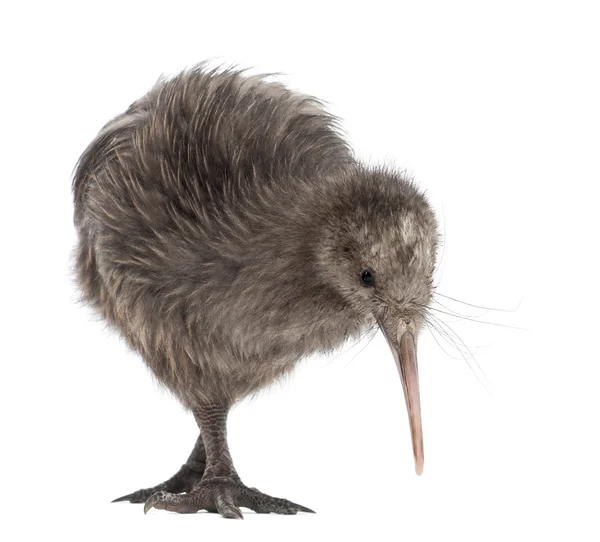 North Island Brown Kiwi, Apteryx mantelli, 5 months old, standing against white background — Stock Photo, Image