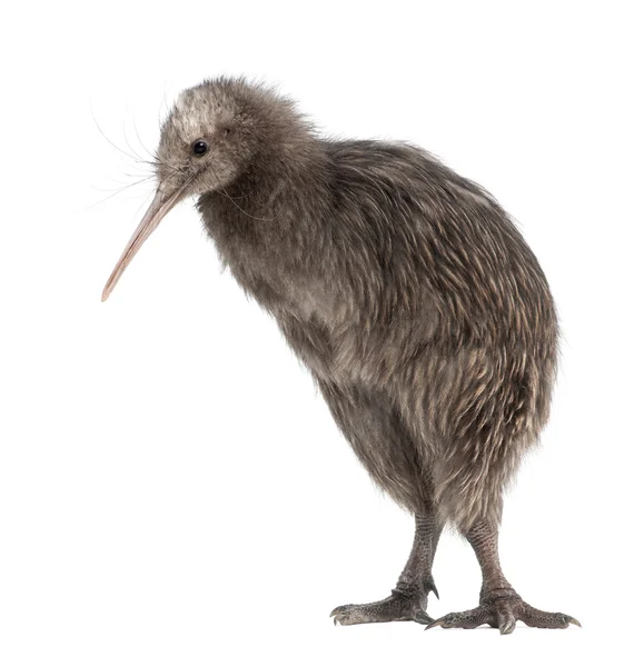 North Island Brown Kiwi, Apteryx mantelli, 5 meses, em pé contra fundo branco — Fotografia de Stock