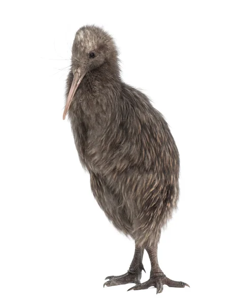 North Island Brown Kiwi, Apteryx mantelli, 5 meses, em pé contra fundo branco — Fotografia de Stock